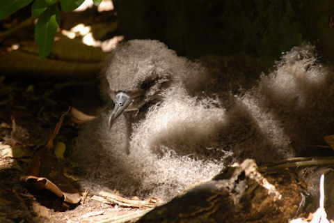 Wedge-tailed Shearwater (Ardenna pacificus)